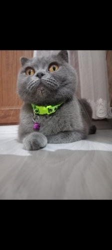 Sevgi kelebeği uysal fotoğraf
