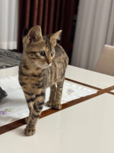 İnsan canlısı çocuk ömürlük yuvasını arıyor fotoğraf