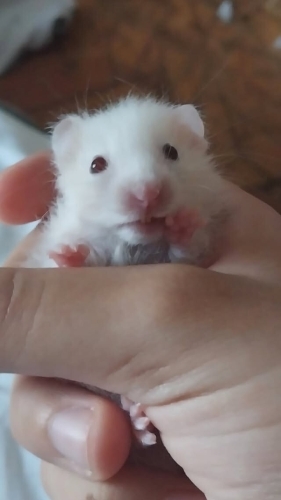 Safkan teddy bear cinsi hamster yavruları fotoğraf