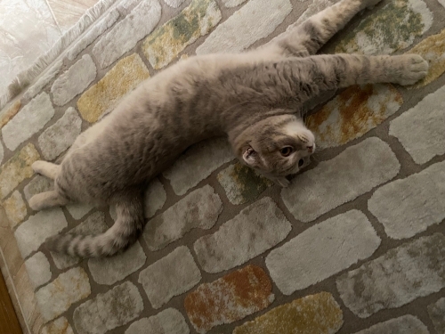 Oğluma yeni yuva arıyorum fotoğraf