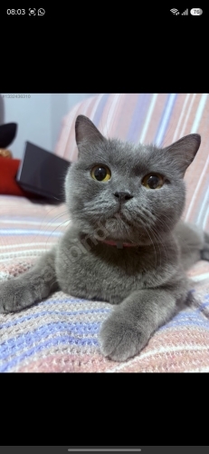 Yuva arıyoruz tamamen ücretsiz fotoğraf