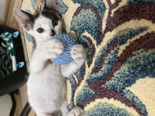 Bu minnoşa yuva arıyoruz💕 fotoğraf