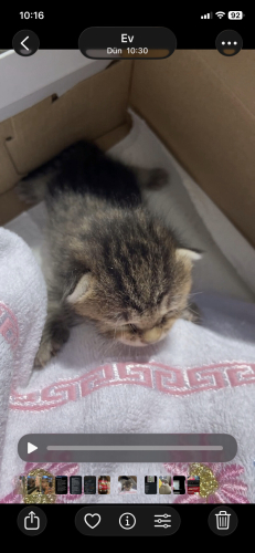 Bebeğe Anne Kedi Arıyoruz fotoğraf