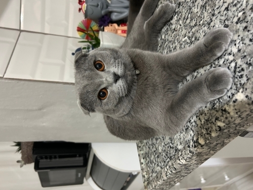 Scotish fold Dişi kedi fotoğraf