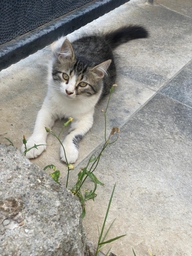 Püsküllüye yuva olur musunuz🫶🏻 fotoğraf