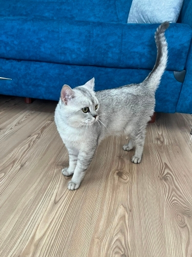 Kalıcı yuva arıyoruz fotoğraf