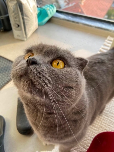 Scottish Fold Erkek (Kısır) fotoğraf