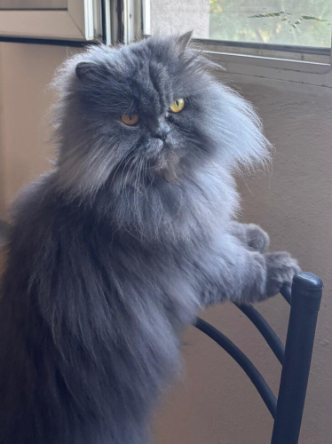 Chinchilla'ma yuva arıyoruz fotoğraf