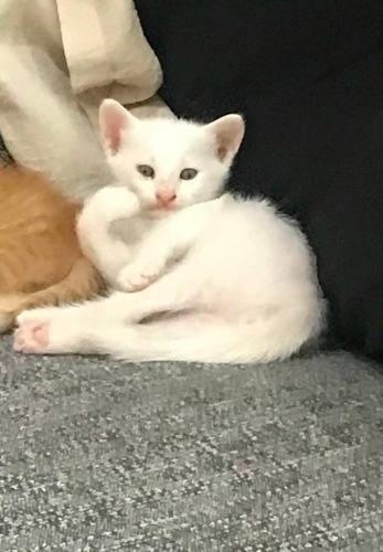 Acil ömürlük yuva fotoğraf