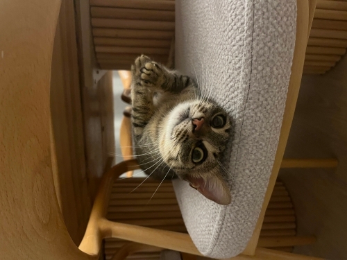 Bella’ya Acil Ömürlük Yuva Arıyoruz 🐾🤍 fotoğraf