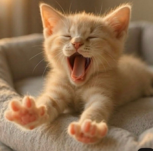 MİNİ MİNİ BEBİŞLER, BEBEK KEDİ SAHİPLENMEK İÇİN EN DOĞRU YERDESİNİZ! fotoğraf