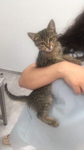 3 aylık bebiş kedi, şu an veterinerde acil yuva arıyoruz fotoğraf