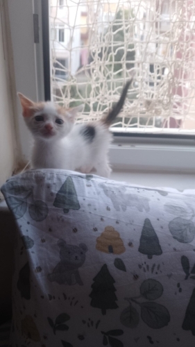 Annesiz yavrulara yuva fotoğraf