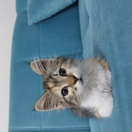 Şeftali acil yuva arıyor ♡ fotoğraf