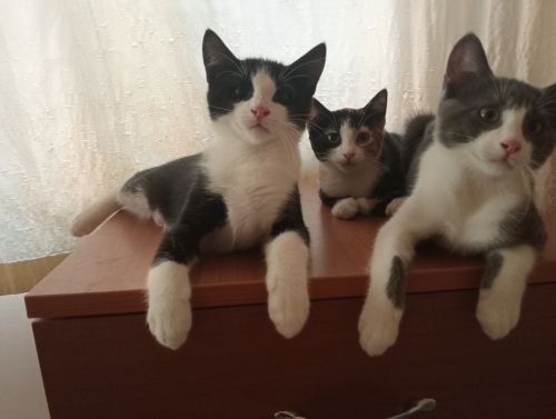 EVDE DOĞAN YAVRUCAKLAR fotoğraf