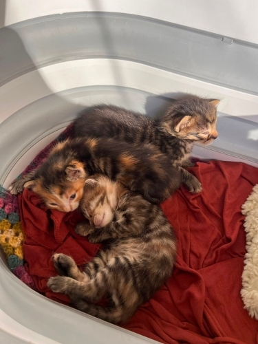 3 haftalık 3 kardeş fotoğraf
