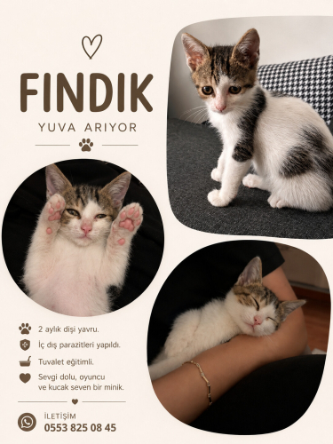 2 aylık çok seveceğiniz oyuncu dişi tekir kedi fotoğraf
