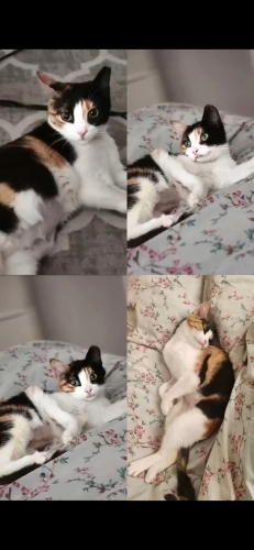 Ballı Lokma Yuvasını Arıyor fotoğraf