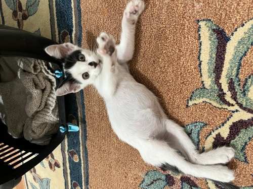 Miniğimize yuva 💕 fotoğraf