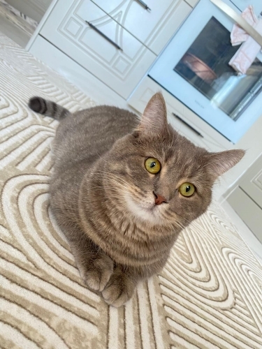KISIR ERKEK BRİTİSH EV KEDİSİ fotoğraf