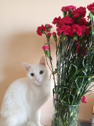 AŞILARI TAM VE ÇİPLİ VAN KEDİSİ..!! ACİİLL..!! fotoğraf