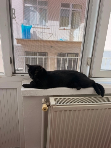 Gece Hanım' yuva arıyoruz fotoğraf