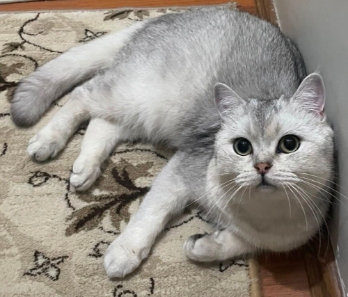 KISIR ERKEK UYSAL KEDİ fotoğraf