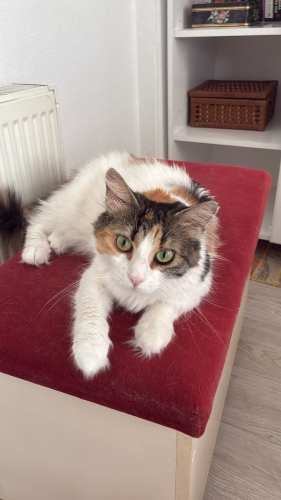 DİŞİ KISIR EV KEDİSİNE ACİL YUVA fotoğraf