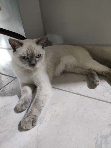 British bluepoint Dişi kedi fotoğraf