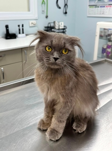Sokakta Yaşayan Scottish Fold Einstein Kedimize Yuva Arıyoruz fotoğraf