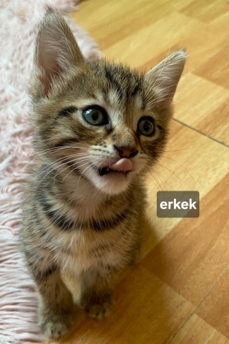 Acil yuva aranıyor fotoğraf