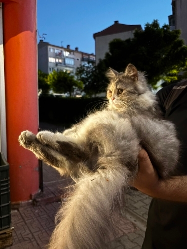 Yollarda Arabalarla Mücadele Edemeyecek Tüy Yumağı fotoğraf