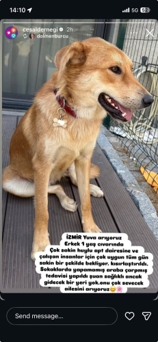 Golden melezi canayakın oğluşa yuva fotoğraf