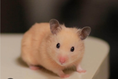 Hamster sahiplendirme fotoğraf