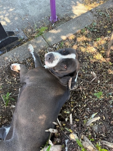 Staffordshire Bull terrier- dişi/kisir- oyun delisi bir cocuk fotoğraf