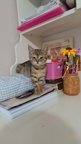 Şanslının bir hikayesi var fotoğraf