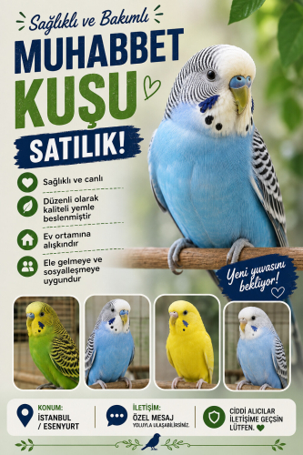 MUHABBET KUŞU VE BÜLBÜLLER fotoğraf