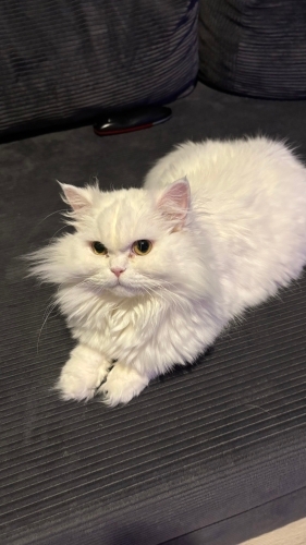 Sushi kızıma yemi bi yuva arıyorum fotoğraf
