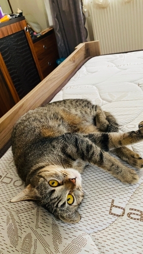 Uysal sakin bir kedi fotoğraf