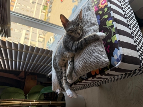 Oyuncu tekir kedi acil yuva fotoğraf