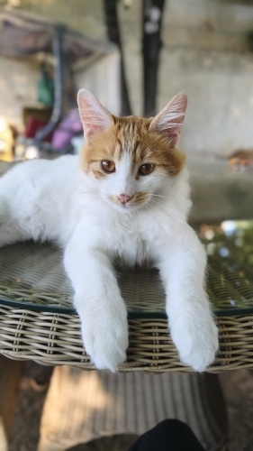 Sevimli yavrumuza yuva arıyoruz fotoğraf