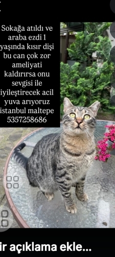 Lütfen duyarsız kalmayin sokağa atıldı araba ezdi fotoğraf