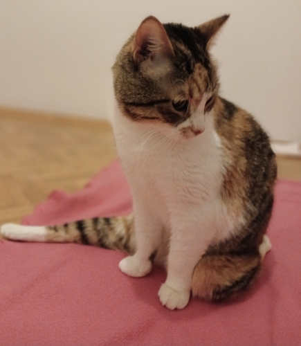 Engelli Kedi için acil yuva fotoğraf
