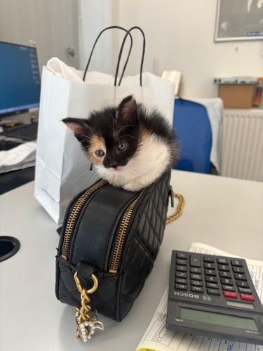 3 HAFTALIK ÇOK ŞİRİN İNSTAGRAM KEDİSİ fotoğraf