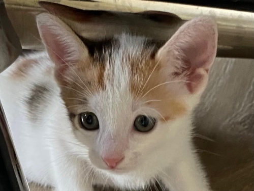 1,5 Aylık Yavru Kedi Karma Ömürlük Yuvasını Arıyor fotoğraf
