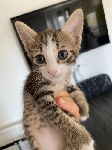 1,5 Aylık Yavru Kedi Zıpır Ömürlük Yuvasını Arıyor fotoğraf