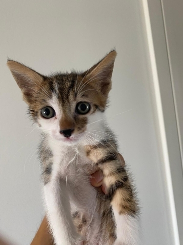 1,5 Aylık Yavru Kedi Sütlü Ömürlük Yuvasını Arıyor fotoğraf