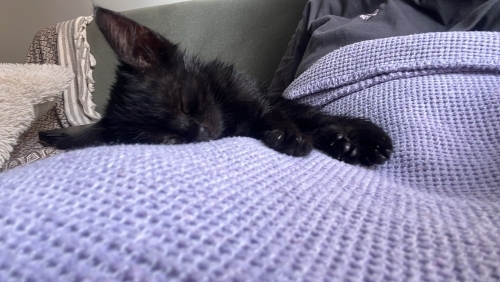 1 aylık kedi karam fotoğraf