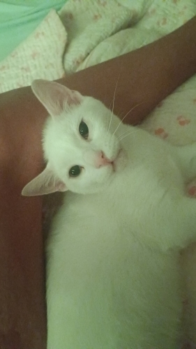 Hasta kedi Sahiplendirme acil! fotoğraf