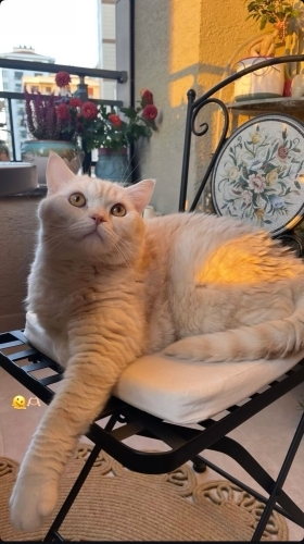 Ömürlük yuvasını arayan 5 yaşında British Shorthair fotoğraf